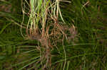 Low woodland sedge